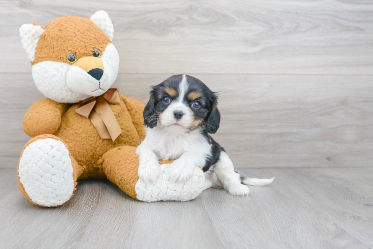 Cavalier King Charles Spaniel Puppy for Adoption