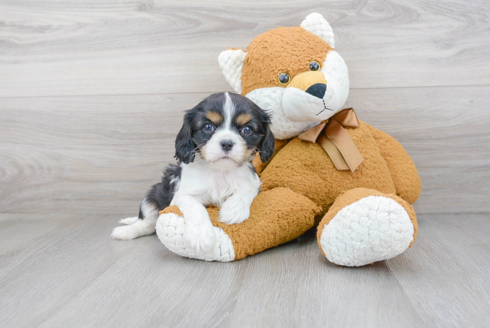 Cavalier King Charles Spaniel Puppy for Adoption