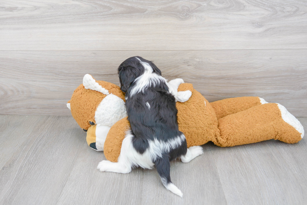 Playful Cavalier King Charles Spaniel Baby