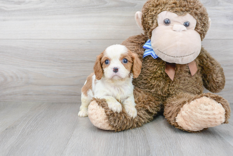 Cavalier King Charles Spaniel Puppy for Adoption