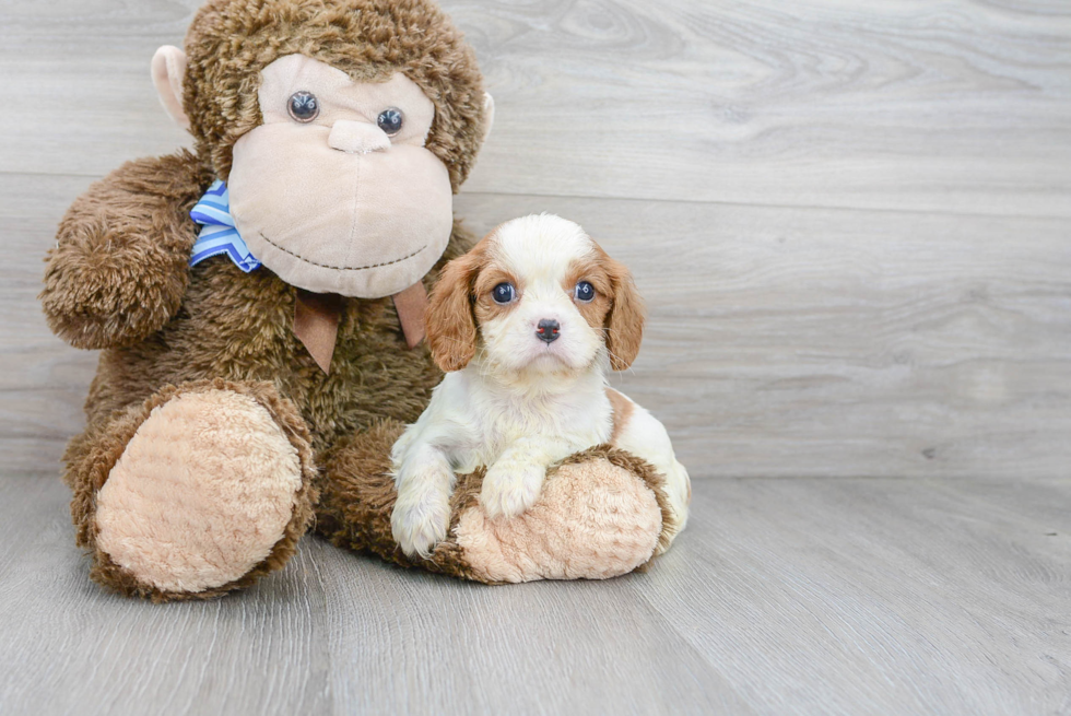 Adorable Cavalier King Charles Spaniel Purebred Puppy