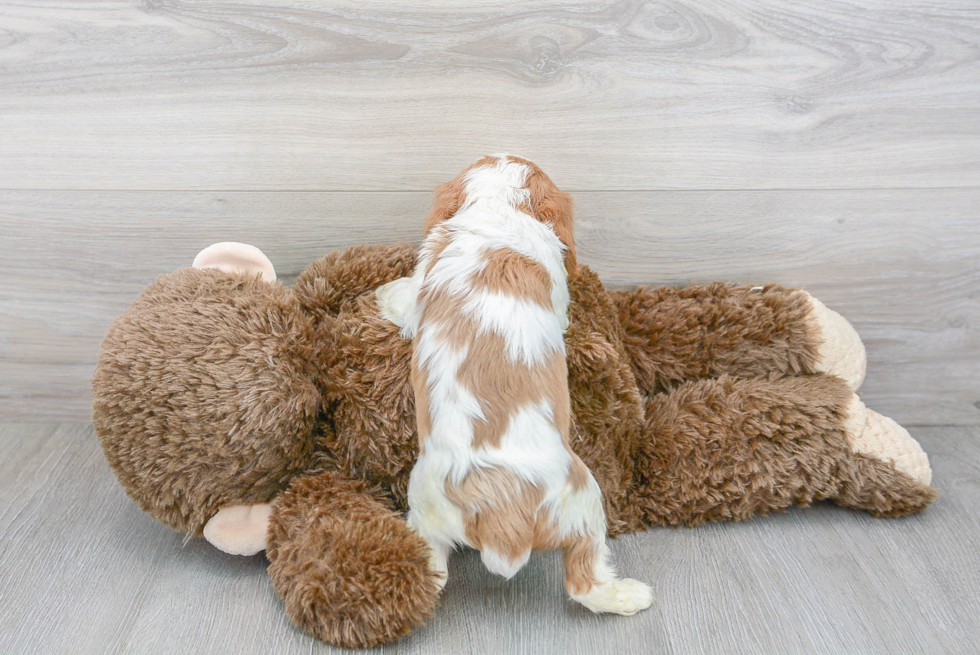 Happy Cavalier King Charles Spaniel Purebred Puppy