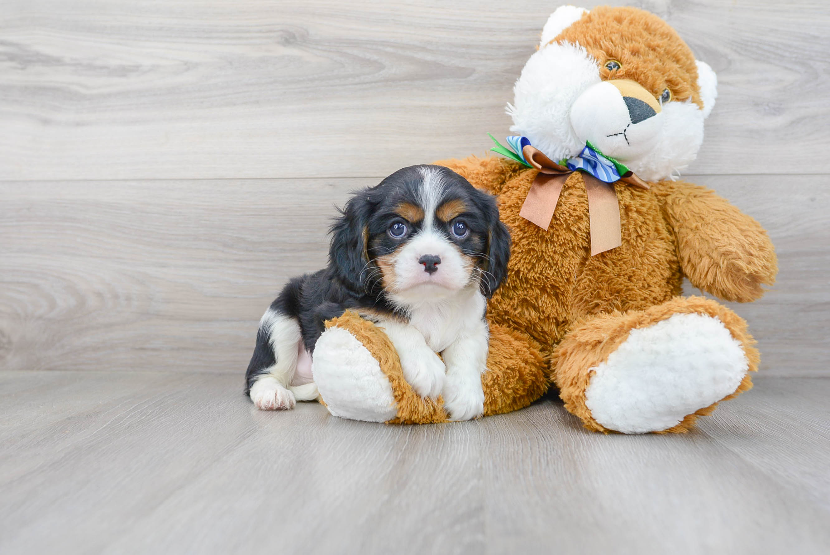 Adorable Cavalier King Charles Spaniel Purebred Puppy