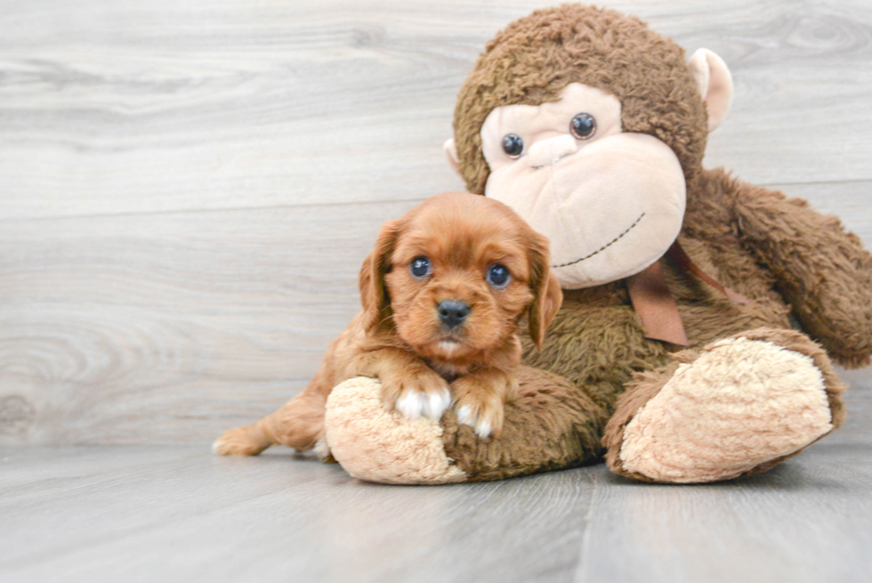 Friendly Cavalier King Charles Spaniel Purebred Pup