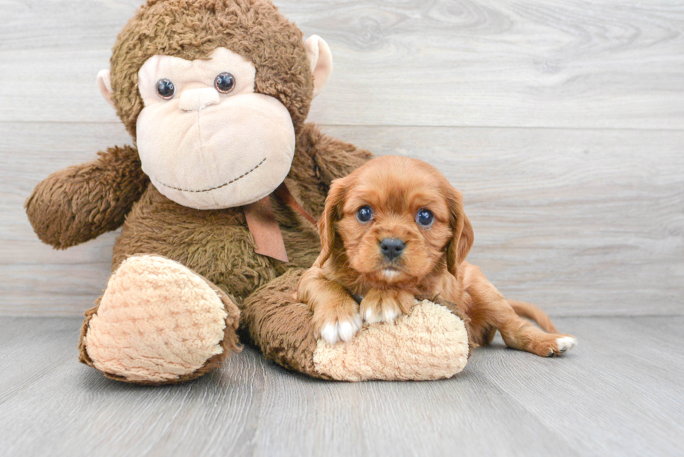 Friendly Cavalier King Charles Spaniel Baby