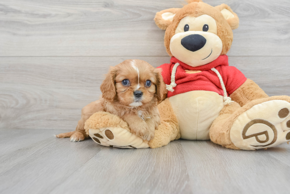 Friendly Cavalier King Charles Spaniel Purebred Pup