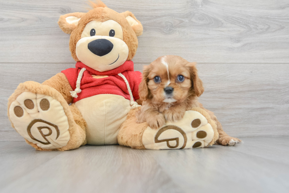 Cavalier King Charles Spaniel Pup Being Cute