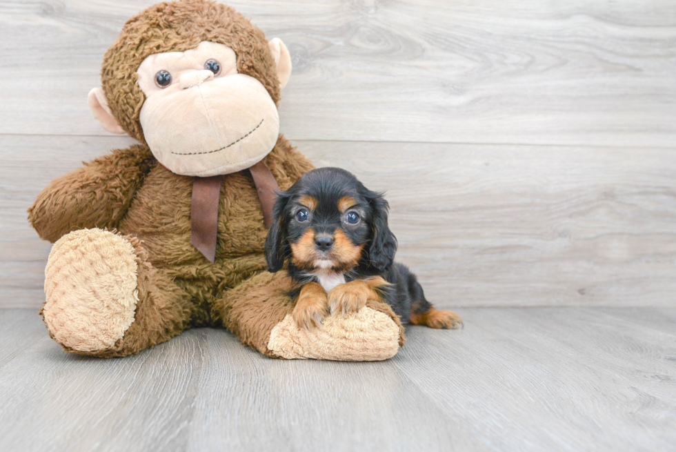 Best Cavalier King Charles Spaniel Baby