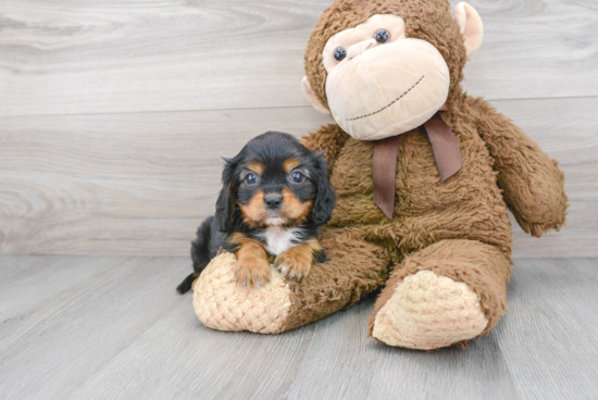 Cavalier King Charles Spaniel Puppy for Adoption