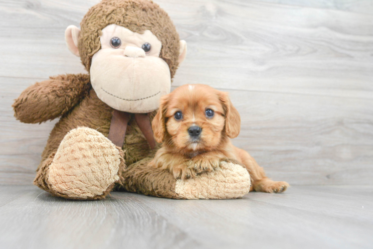 Best Cavalier King Charles Spaniel Baby