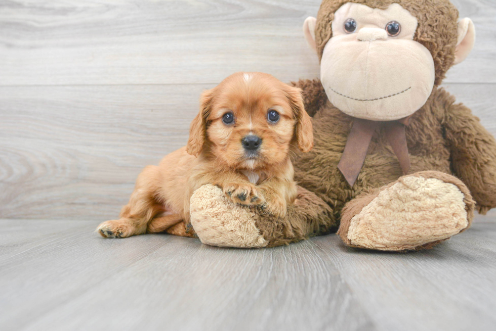 Akc Registered Cavalier King Charles Spaniel Purebred Pup