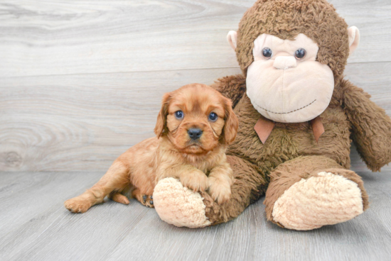 Sweet Cavalier King Charles Spaniel Purebred Puppy