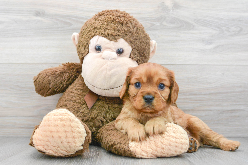 Cavalier King Charles Spaniel Pup Being Cute