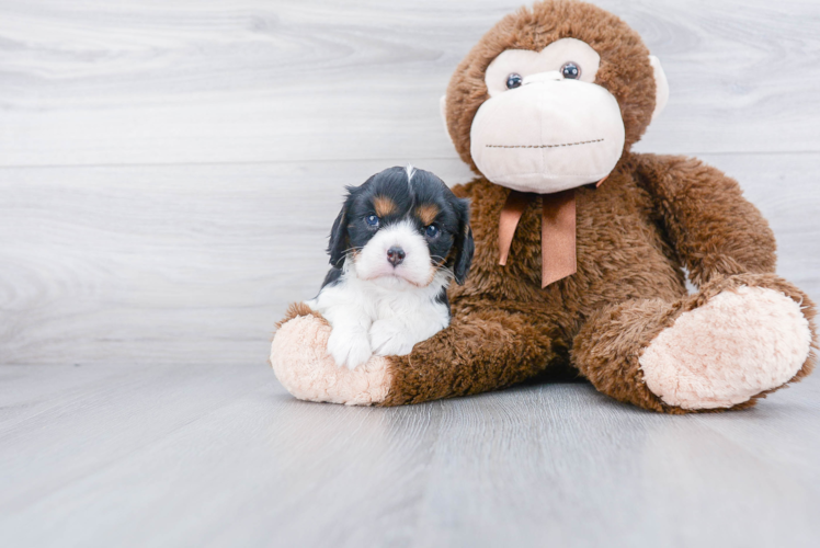 Best Cavalier King Charles Spaniel Baby