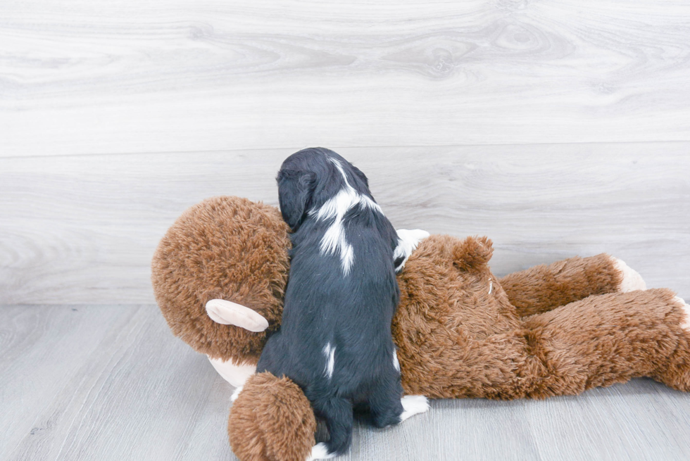 Best Cavalier King Charles Spaniel Baby