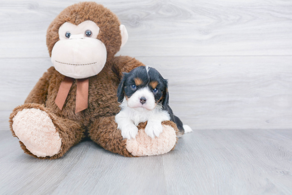 Adorable Cavalier King Charles Spaniel Purebred Puppy