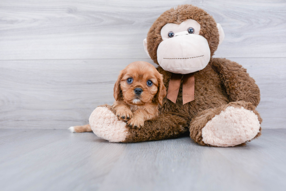 Playful Cavalier King Charles Spaniel Baby