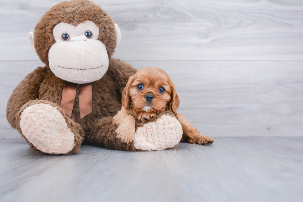 Cavalier King Charles Spaniel Pup Being Cute