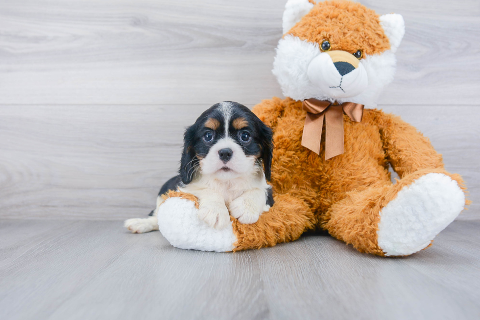 Akc Registered Cavalier King Charles Spaniel Baby