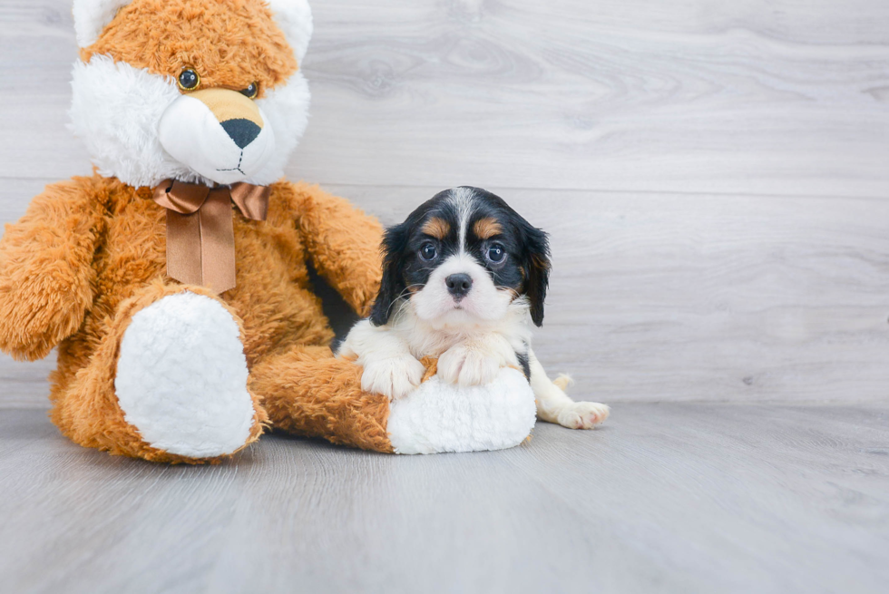 Cavalier King Charles Spaniel Pup Being Cute