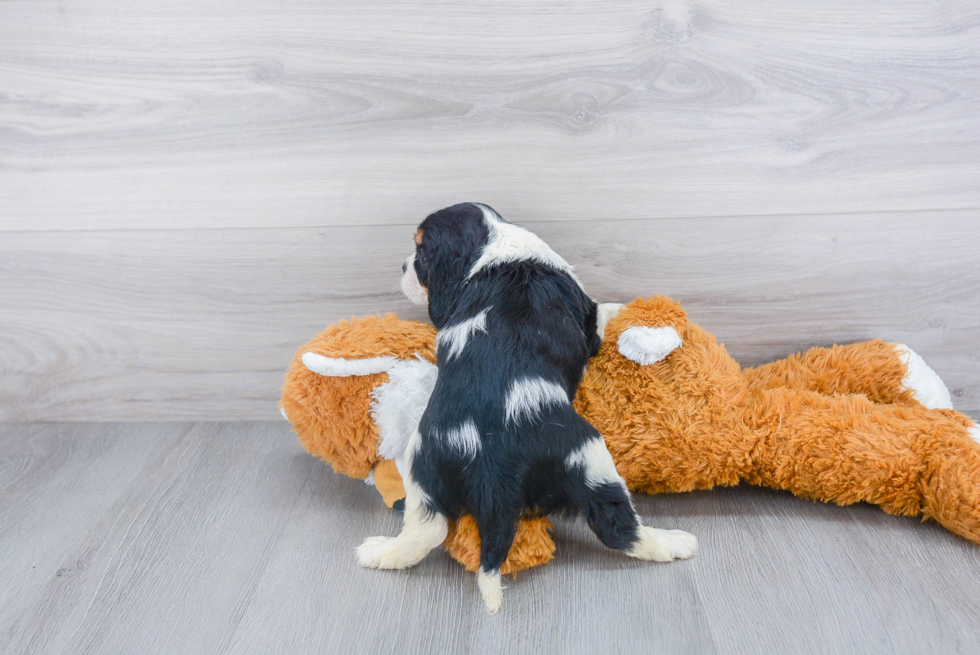 Friendly Cavalier King Charles Spaniel Baby