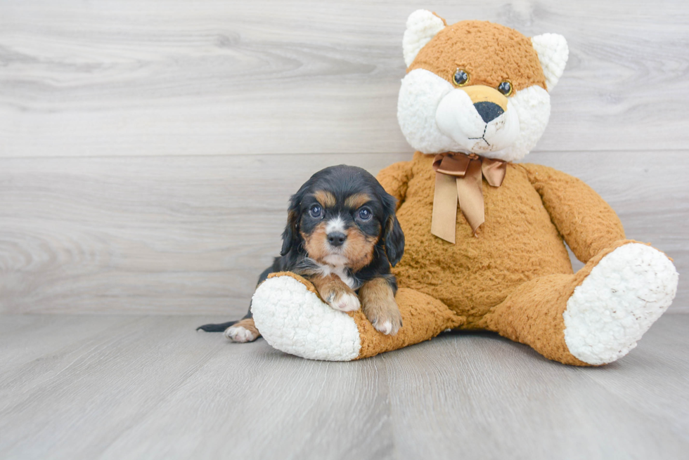 Akc Registered Cavalier King Charles Spaniel Purebred Pup