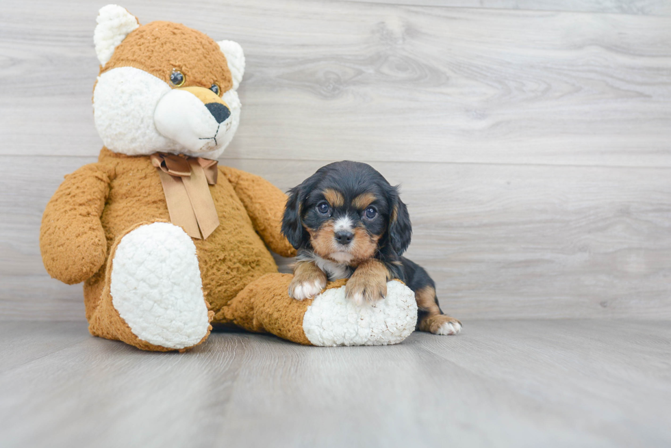 Cavalier King Charles Spaniel Puppy for Adoption