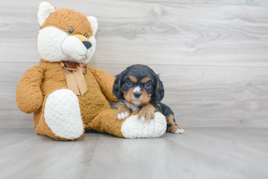 Cavalier King Charles Spaniel Puppy for Adoption