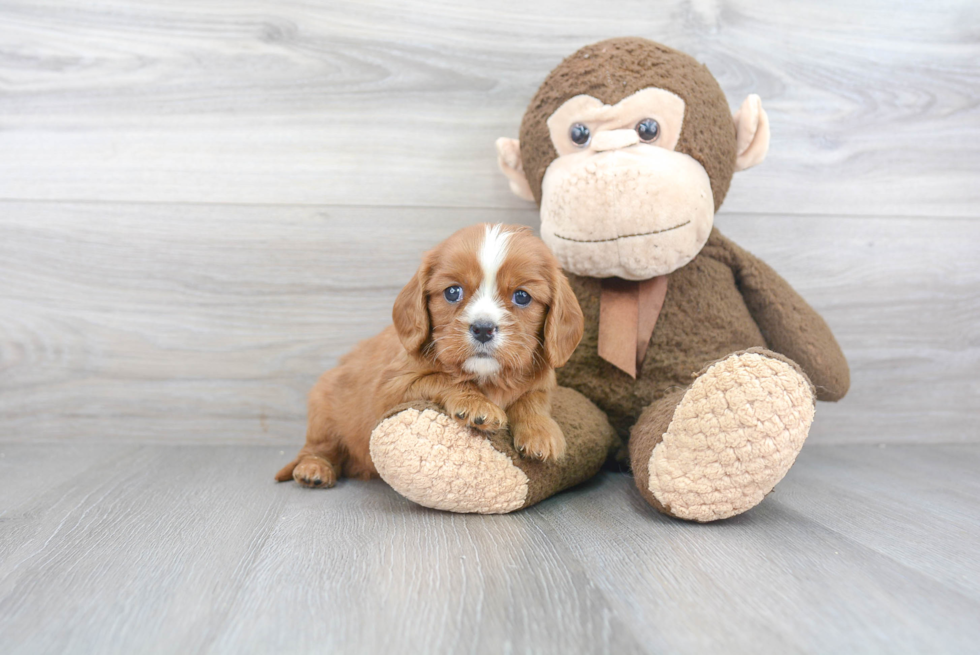 Adorable Cavalier King Charles Spaniel Purebred Puppy