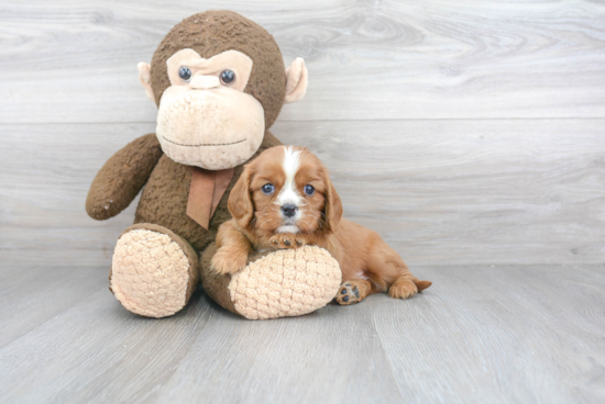 Funny Cavalier King Charles Spaniel Baby