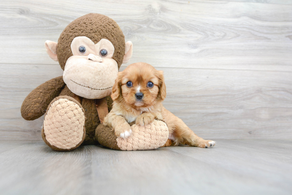 Playful Cavalier King Charles Spaniel Purebred Pup