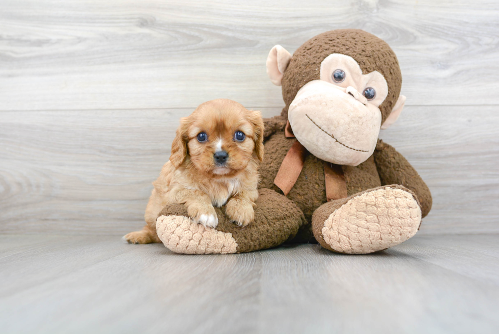 Cavalier King Charles Spaniel Puppy for Adoption