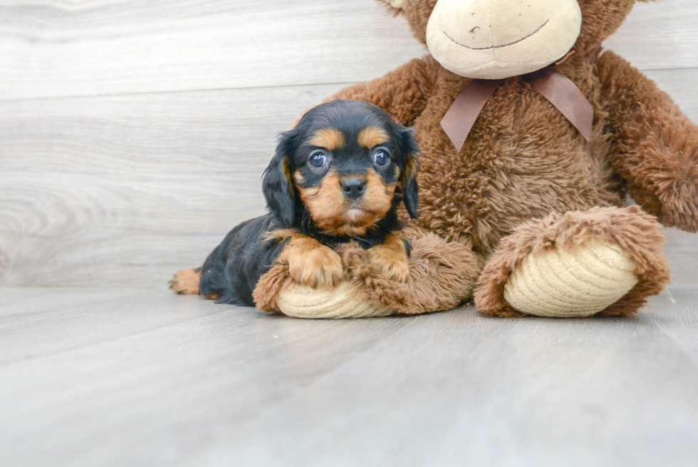 Akc Registered Cavalier King Charles Spaniel Baby