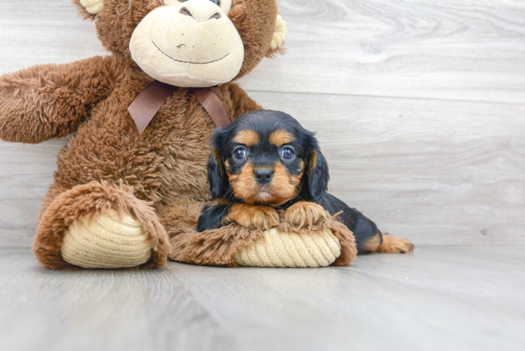 Best Cavalier King Charles Spaniel Baby