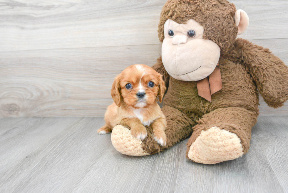 Best Cavalier King Charles Spaniel Baby