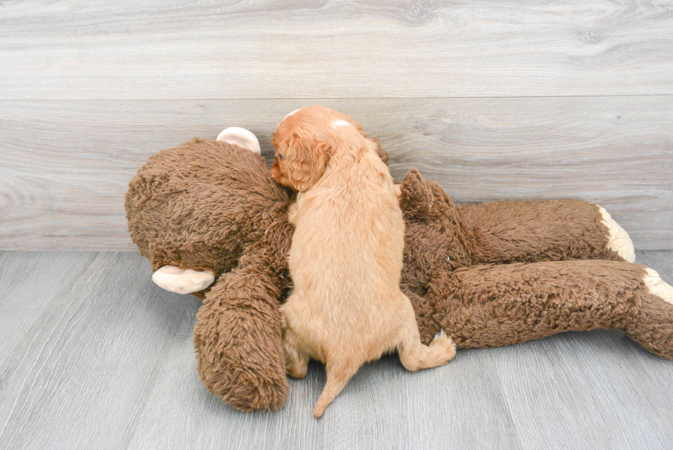 Small Cavalier King Charles Spaniel Baby