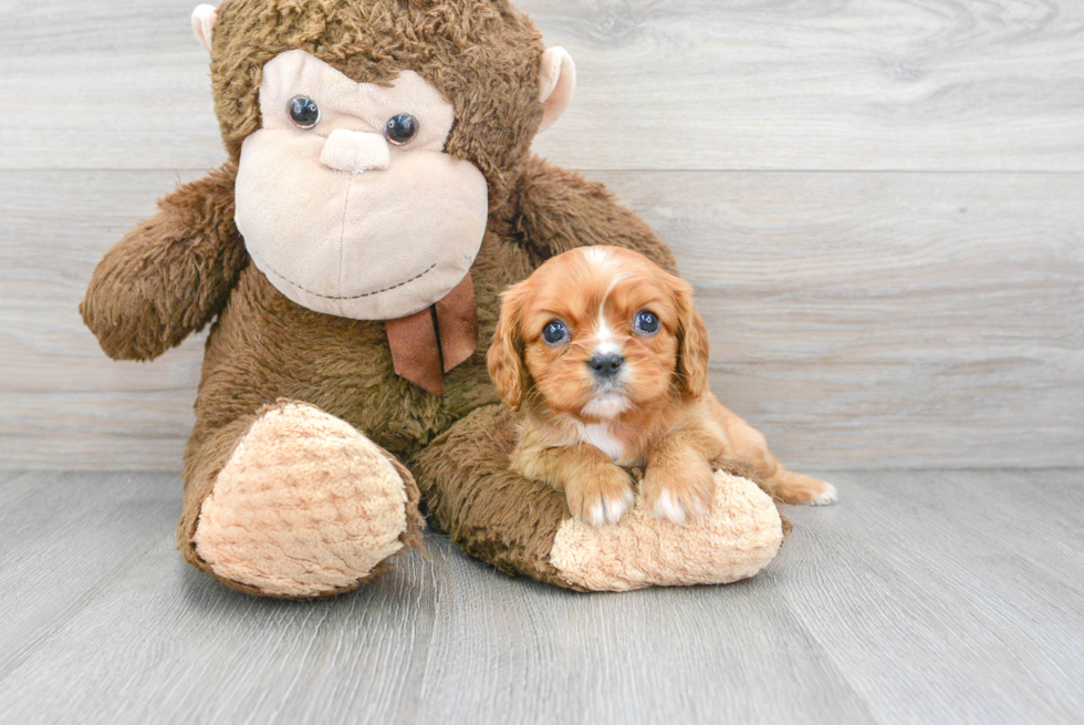 Hypoallergenic Cavalier King Charles Spaniel Purebred Pup