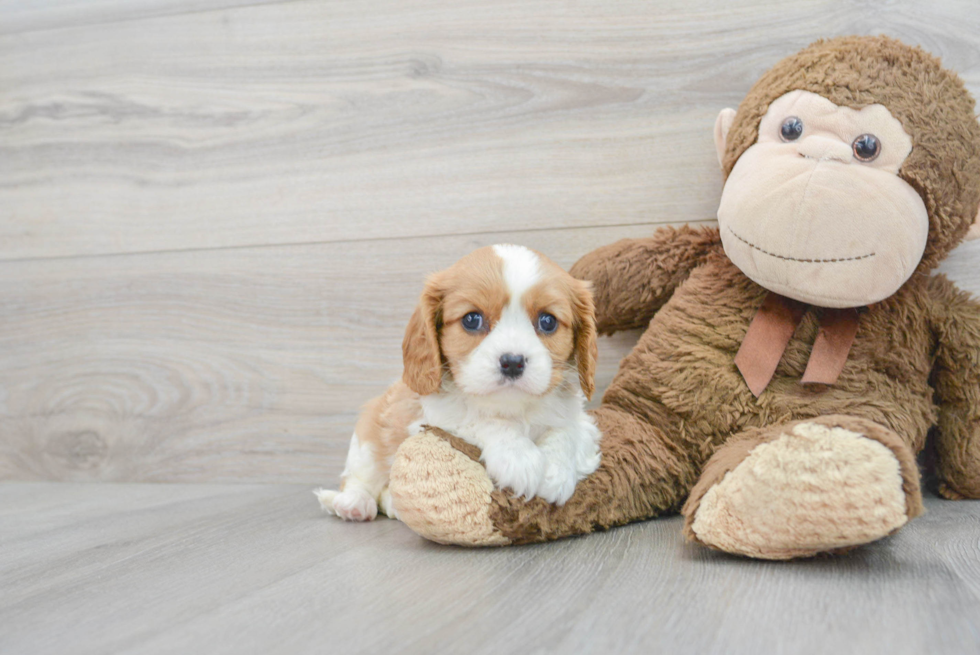 Friendly Cavalier King Charles Spaniel Baby