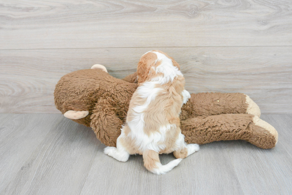 Energetic Cavalier King Charles Spaniel Purebred Puppy