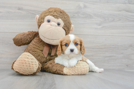 Small Cavalier King Charles Spaniel Baby