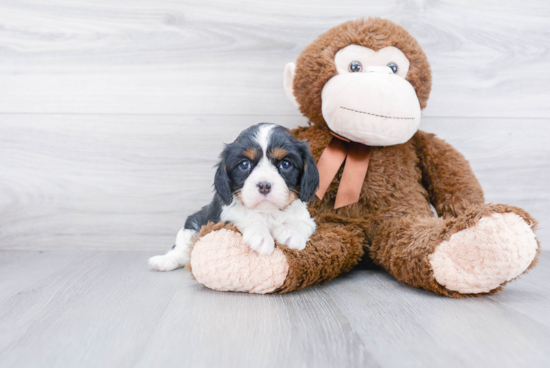 Cavalier King Charles Spaniel Pup Being Cute