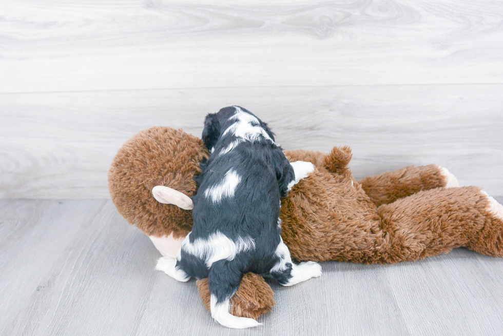 Best Cavalier King Charles Spaniel Baby