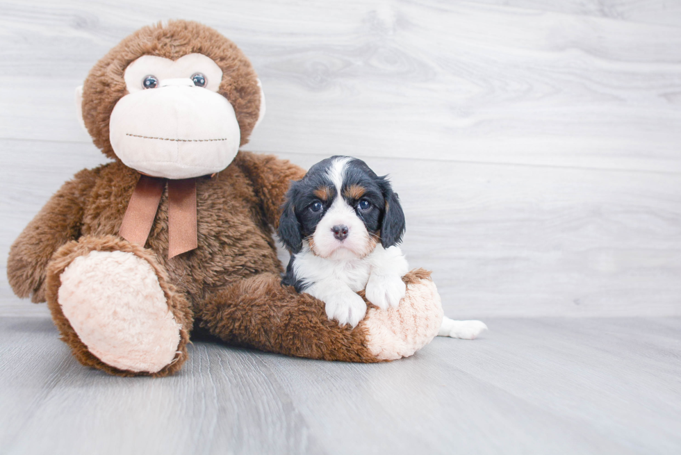 Cute Cavalier King Charles Spaniel Purebred Puppy