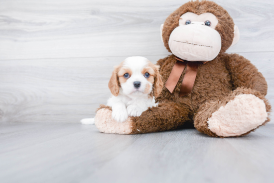 Best Cavalier King Charles Spaniel Baby