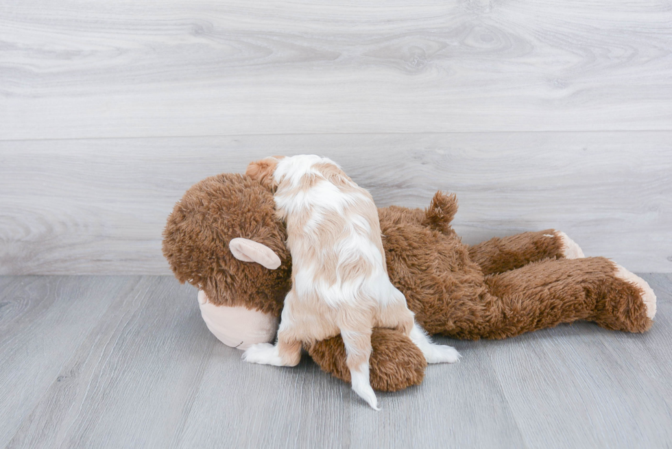 Playful Cavalier King Charles Spaniel Purebred Pup