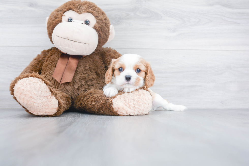 Cute Cavalier King Charles Spaniel Purebred Puppy