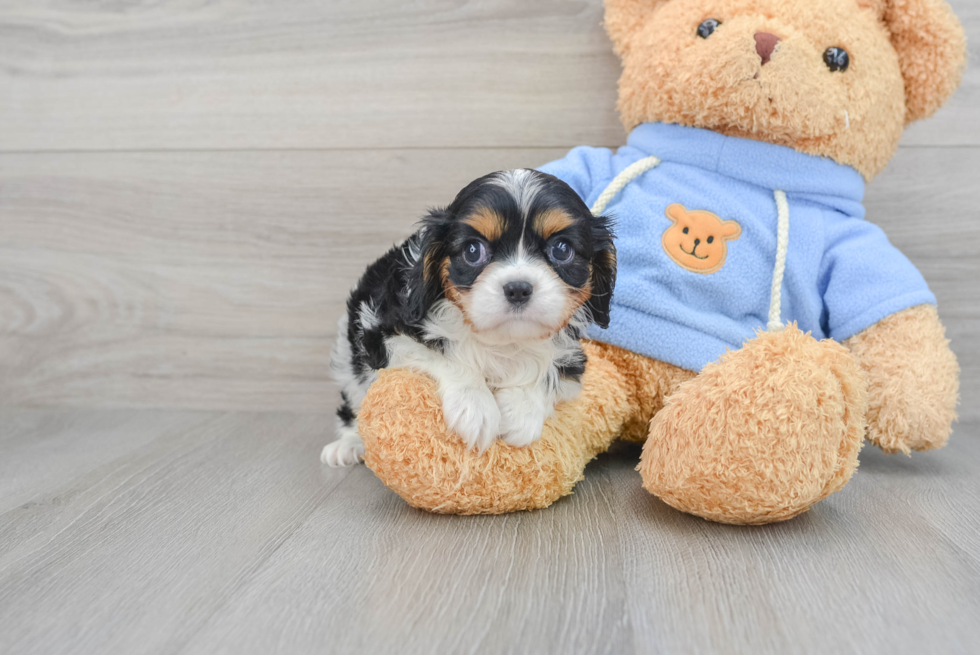 Cavalier King Charles Spaniel Puppy for Adoption