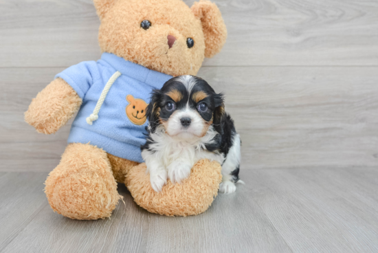 Cavalier King Charles Spaniel Puppy for Adoption