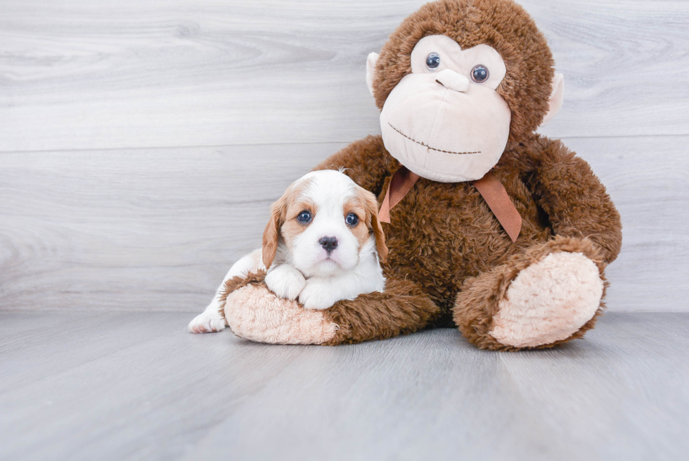 Hypoallergenic Cavalier King Charles Spaniel Baby