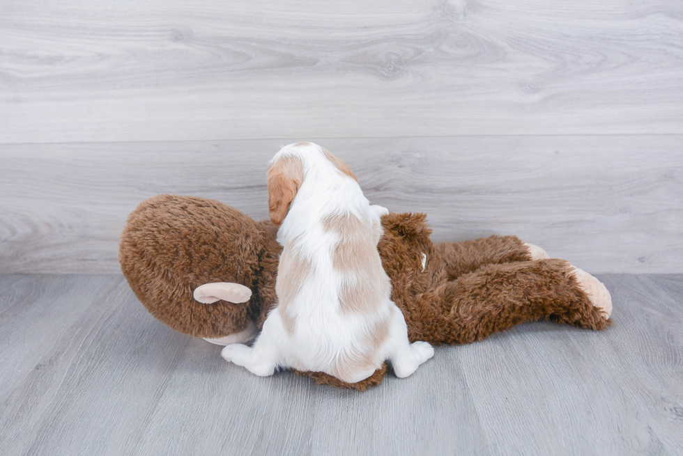 Cavalier King Charles Spaniel Pup Being Cute